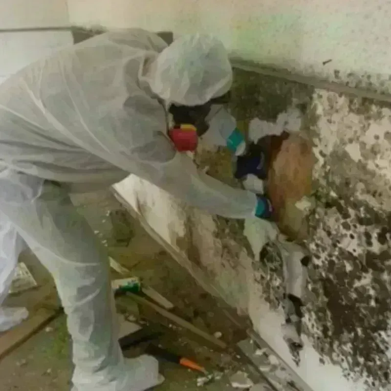 Mold Remediation and Removal in Hanover County, VA